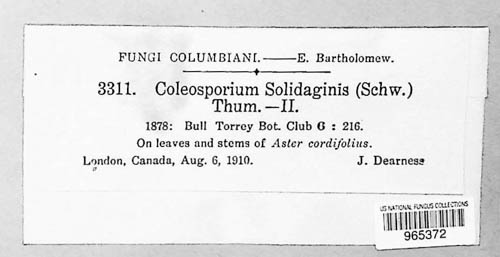 Coleosporium asterum image